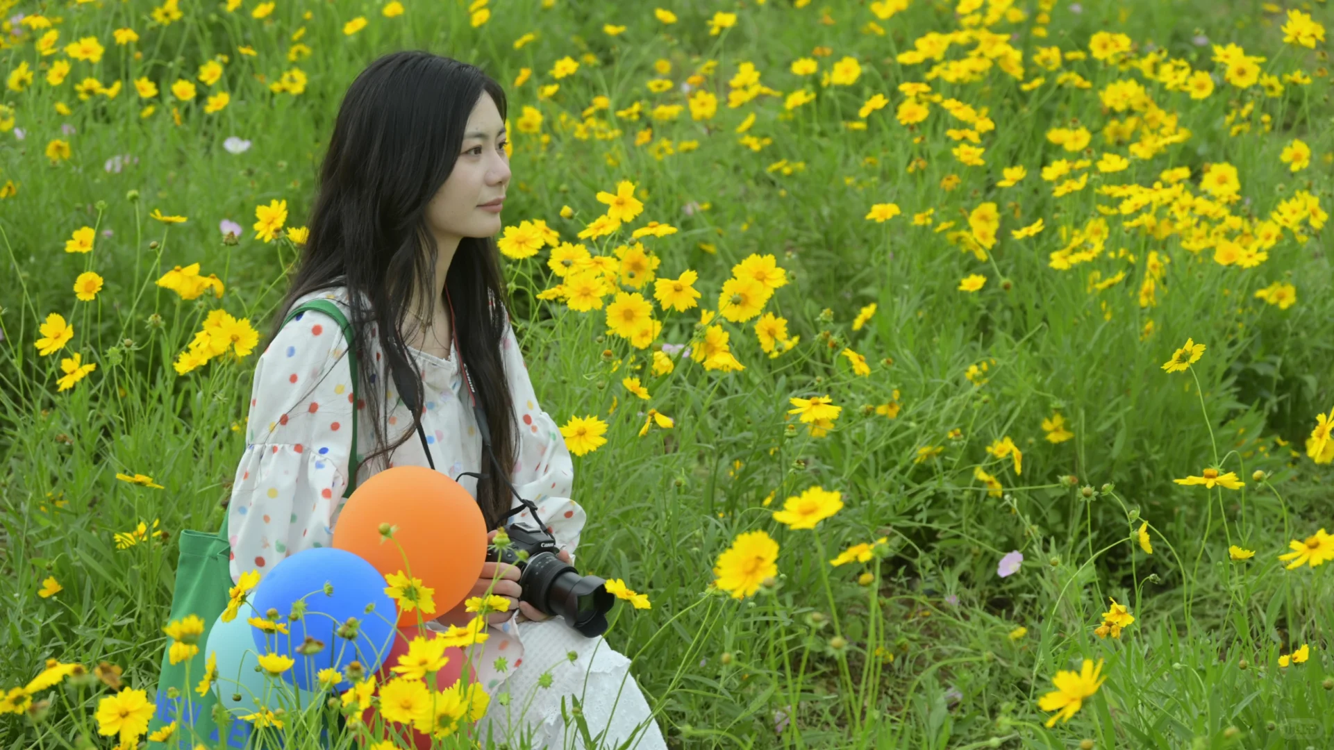 洋湖体育公园‖波斯菊和月见花海