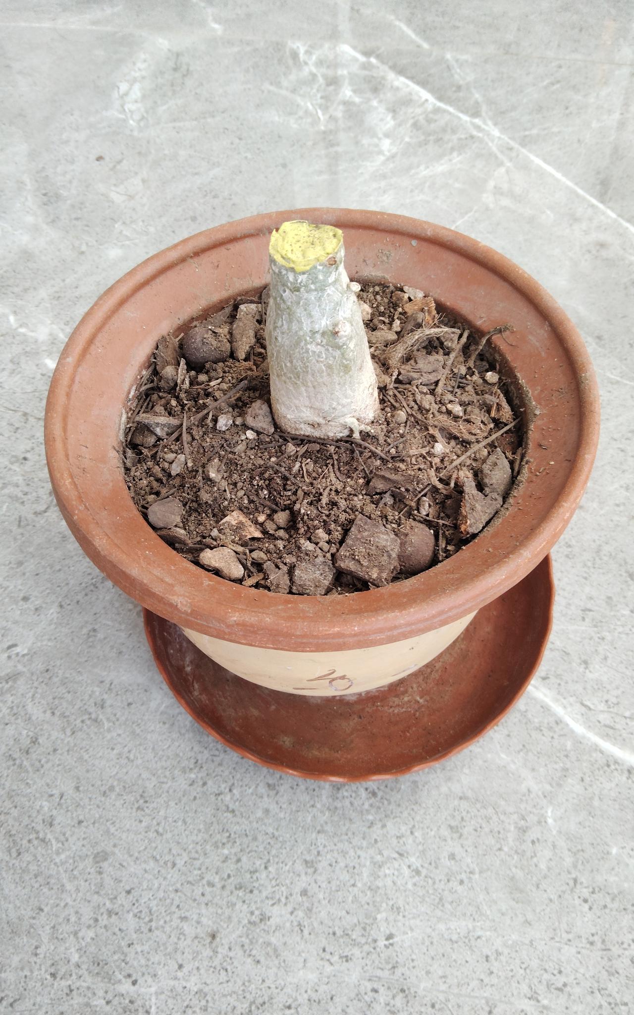 分享我这周有趣的事：
这周我的一棵《沙漠玫瑰》的枝干一掐就软了，我在没好办法的情