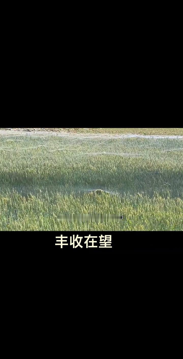 大家好，这是焦波老师的老家。看看这是焦波老师拍的，趁孩子在麦壤上休息玩耍的尽头，