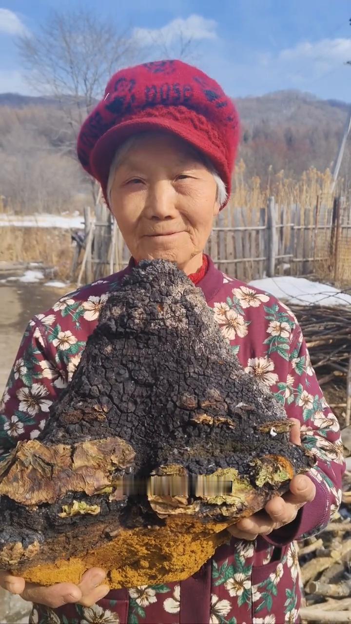 黑龙江原始白桦林，罕见大块5斤8两桦树茸，森林钻石一菌中之王，小糖人的克星。
我