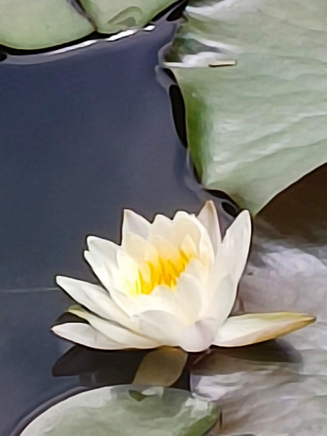 #杭州的莲花池塘有多美# 今天，在杭州在植物园景区有一个莲花池塘，拍到的各种睡莲
