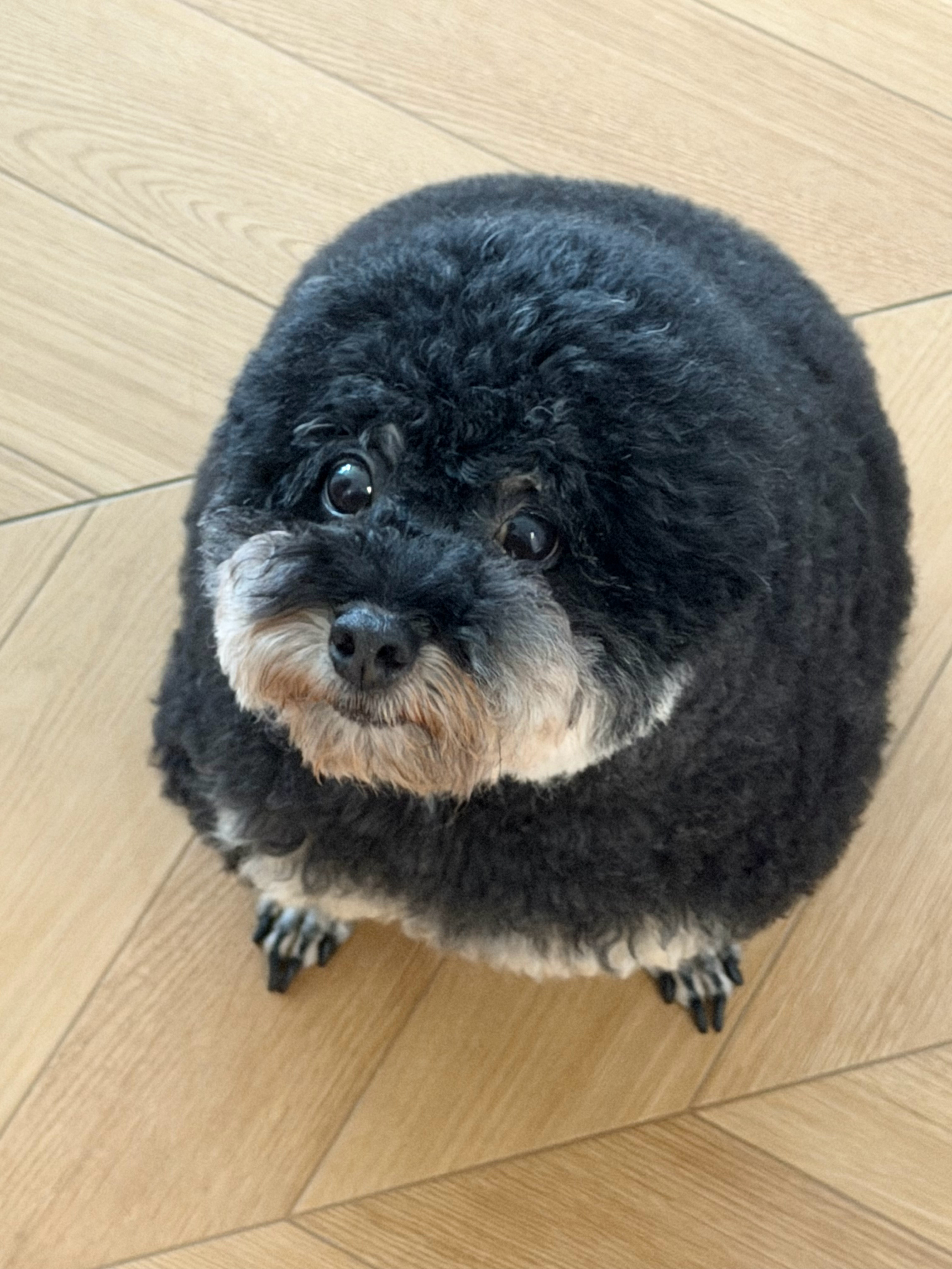 小海豹 