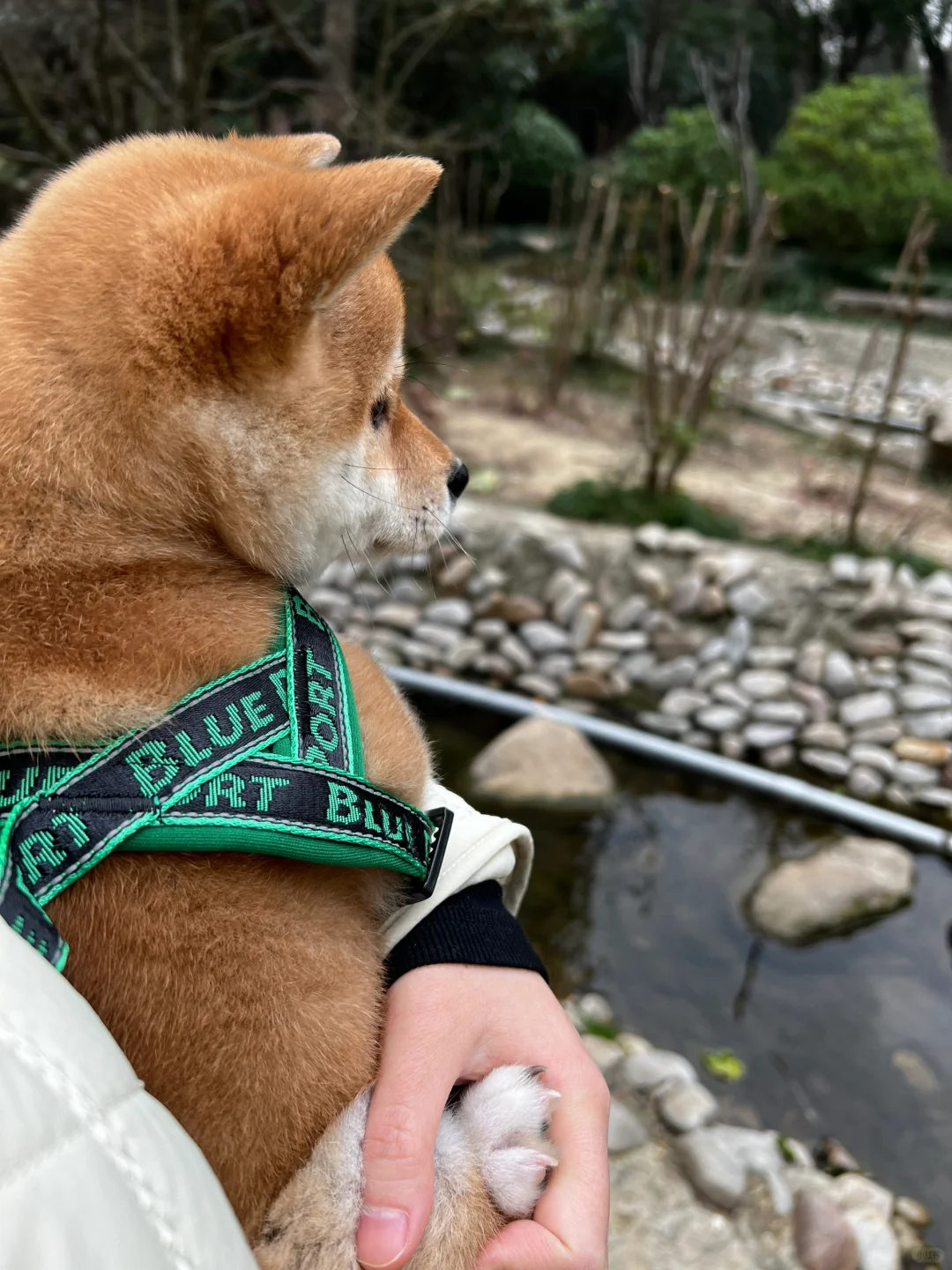 疯狂发抖的小斗