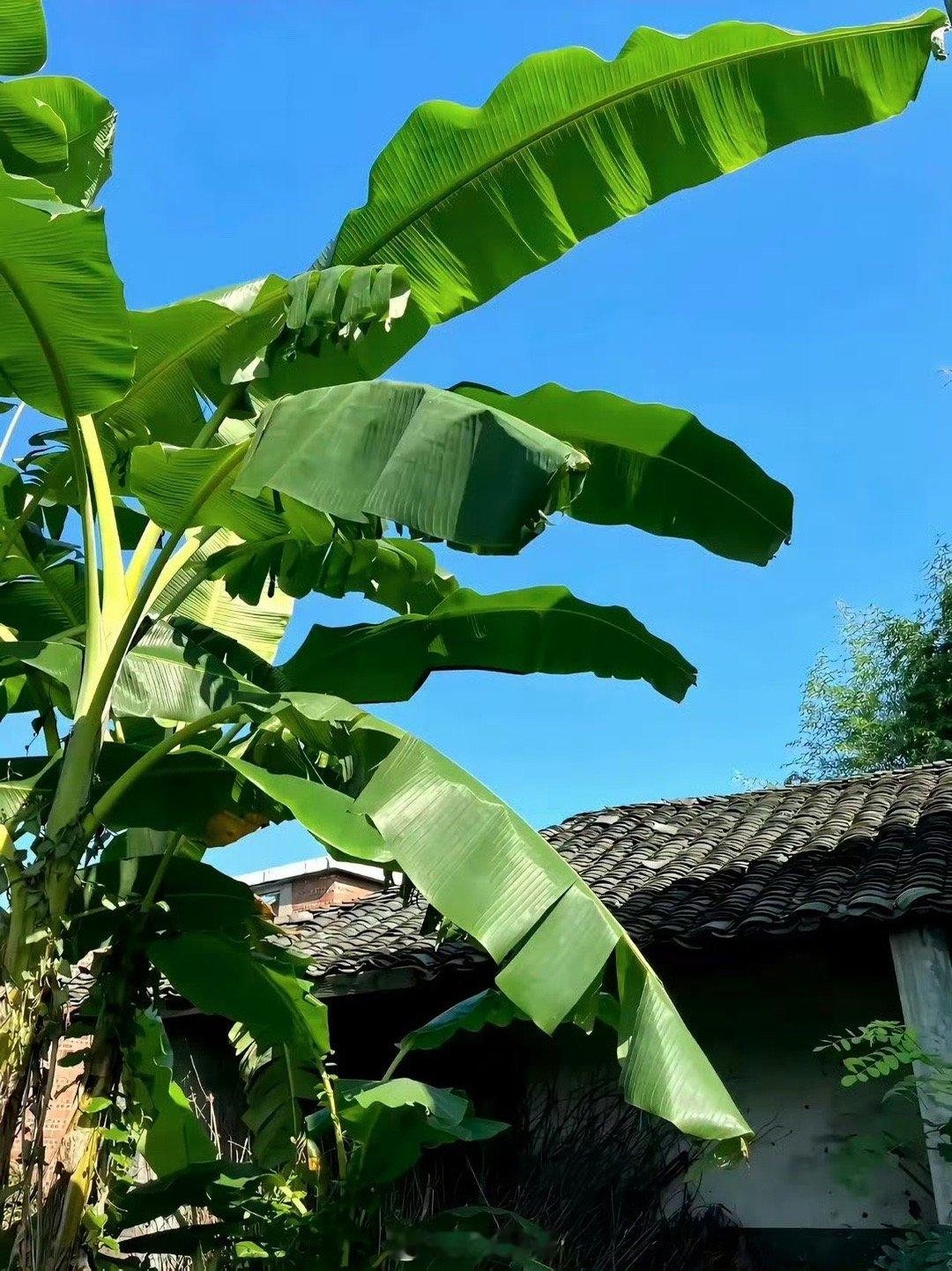 我幼时家境好，独生女，市府深宅大院，妈妈病退专心照顾我；因为她生了7个孩子只有我