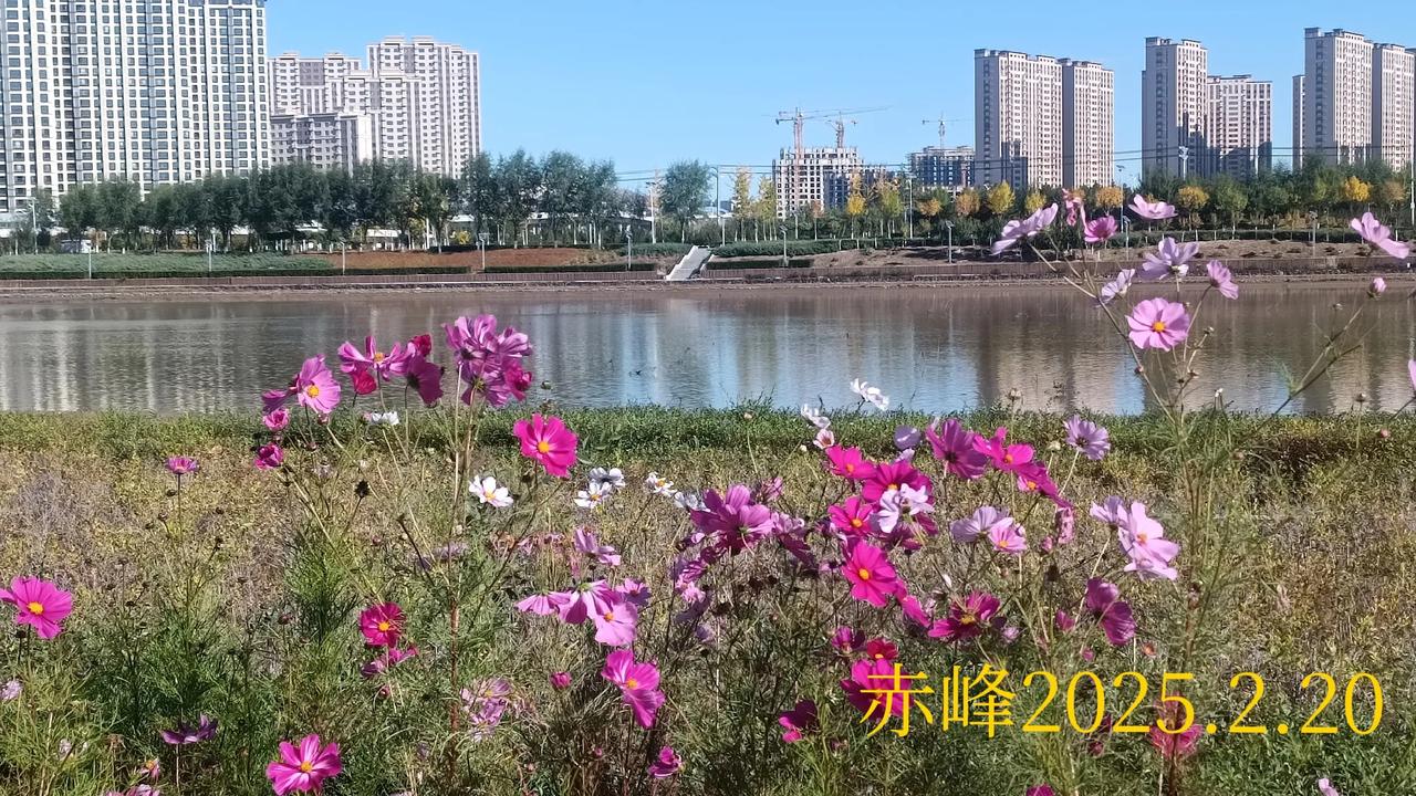 晒出你相册中的花草树木路边随拍，河边花草。