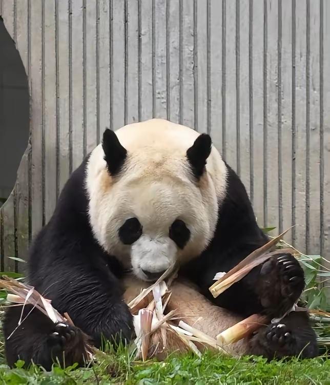 福宝福公主今天加餐有笋笋福宝吃的很尽兴
今天的竹叶比头几天的新鲜多了
这个奶爸很