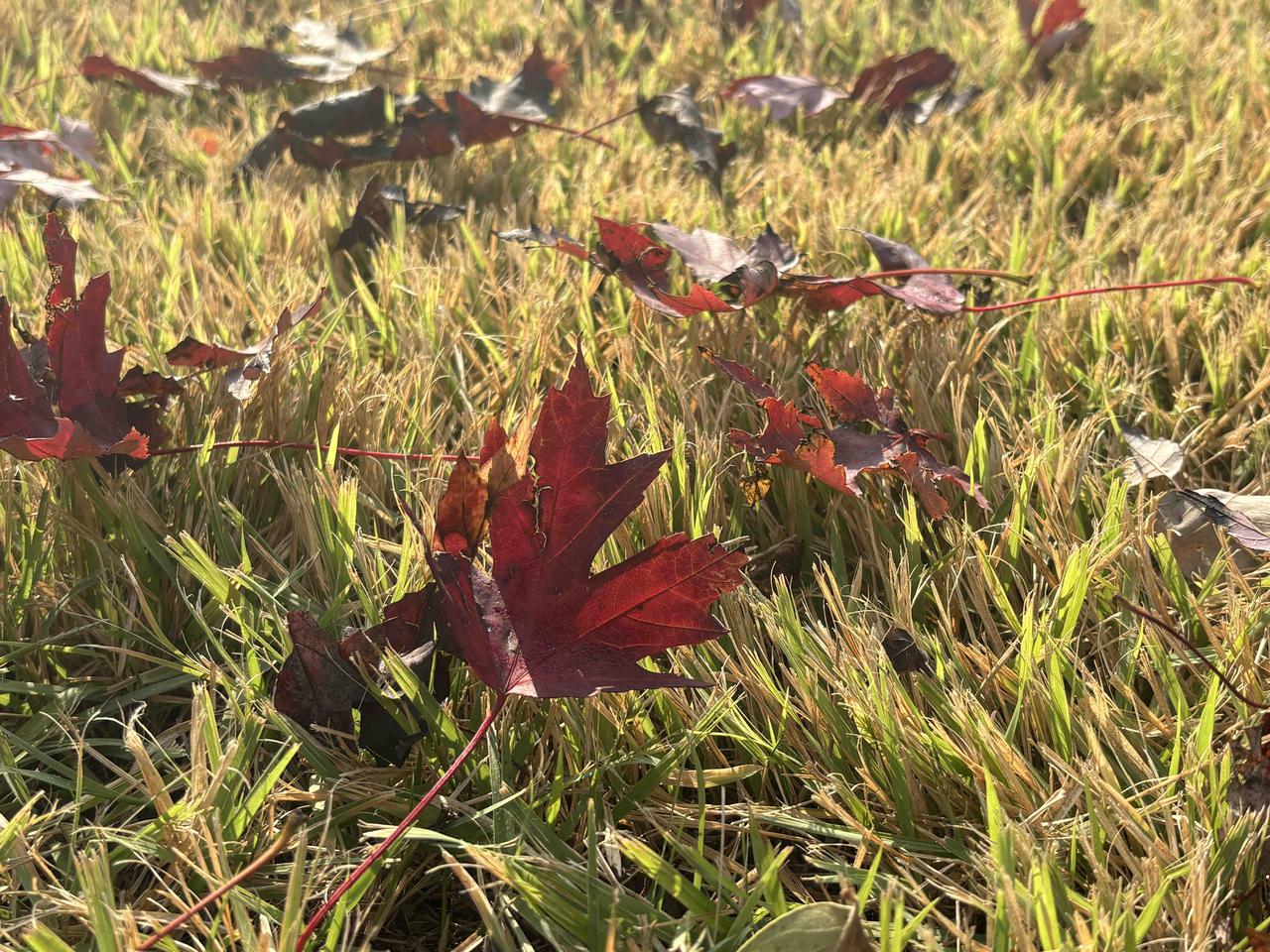 又是一年枫叶红，这是季节的安排。