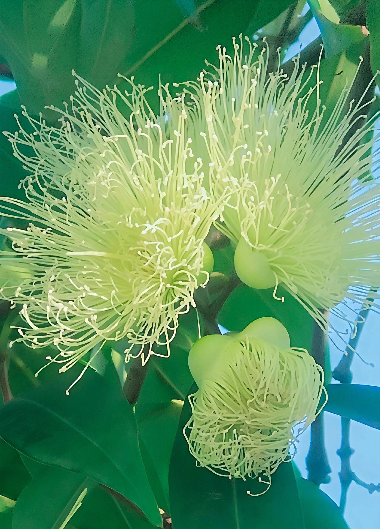 蒲桃花通常簇生于枝头，与厚实光亮的深绿色叶片相映成趣。在阳光下，那些纤细的花丝会