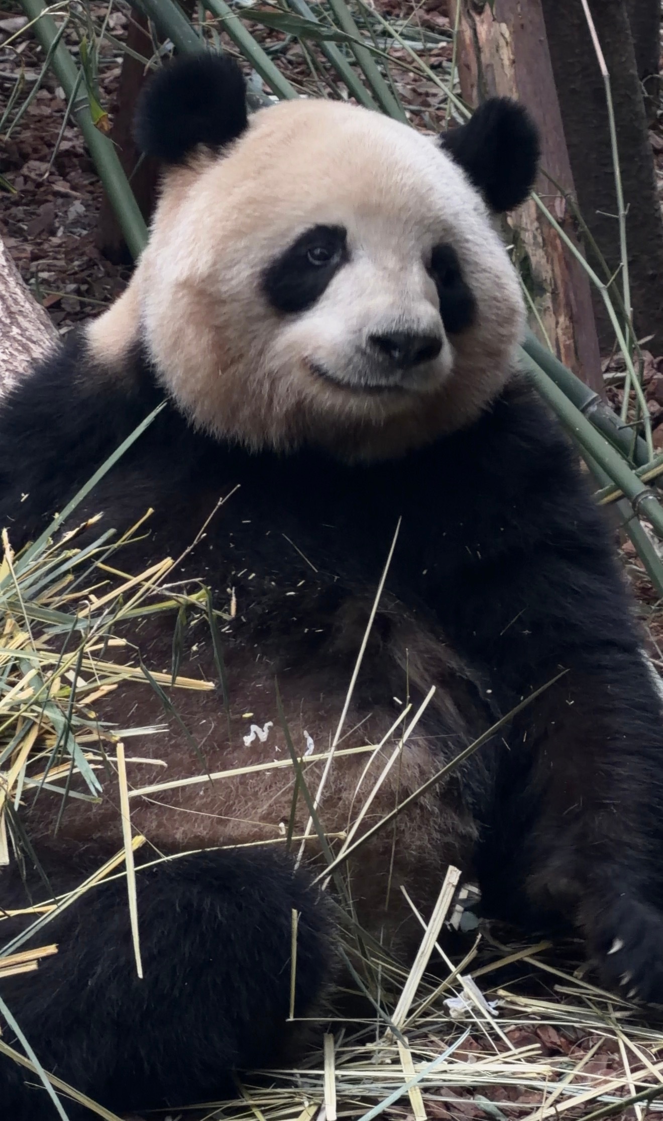 梅兰肉肉  补发之前去看梅兰的照片儿我们肉肉娃儿真是是最最完美的熊猫儿