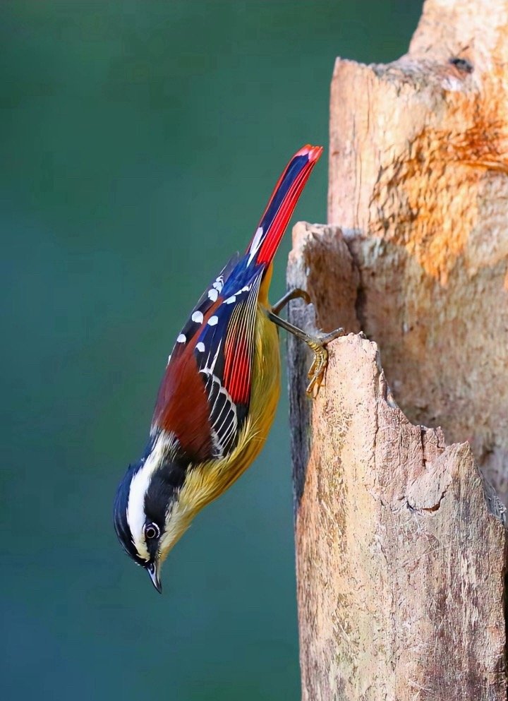 纳科如果大跌可以考虑补点做踢，其它的就是石油了，别的没法子做。 