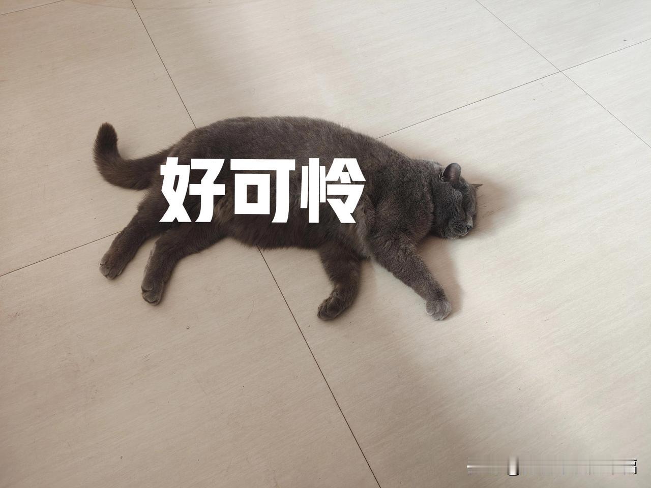 猫粮太贵了，小小辉好几个月没吃到猫粮了，好几百，舍不得买呀！天天看到我就往我身上