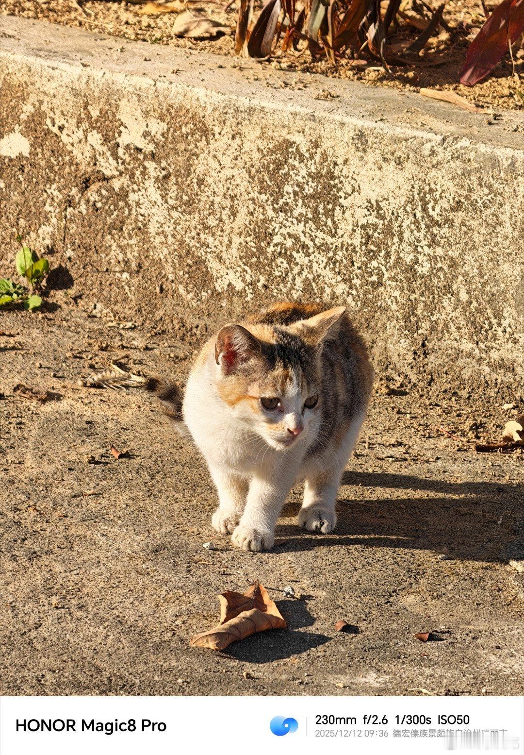 很多猫咪🐱猫咪摄影宠物写真 德宏