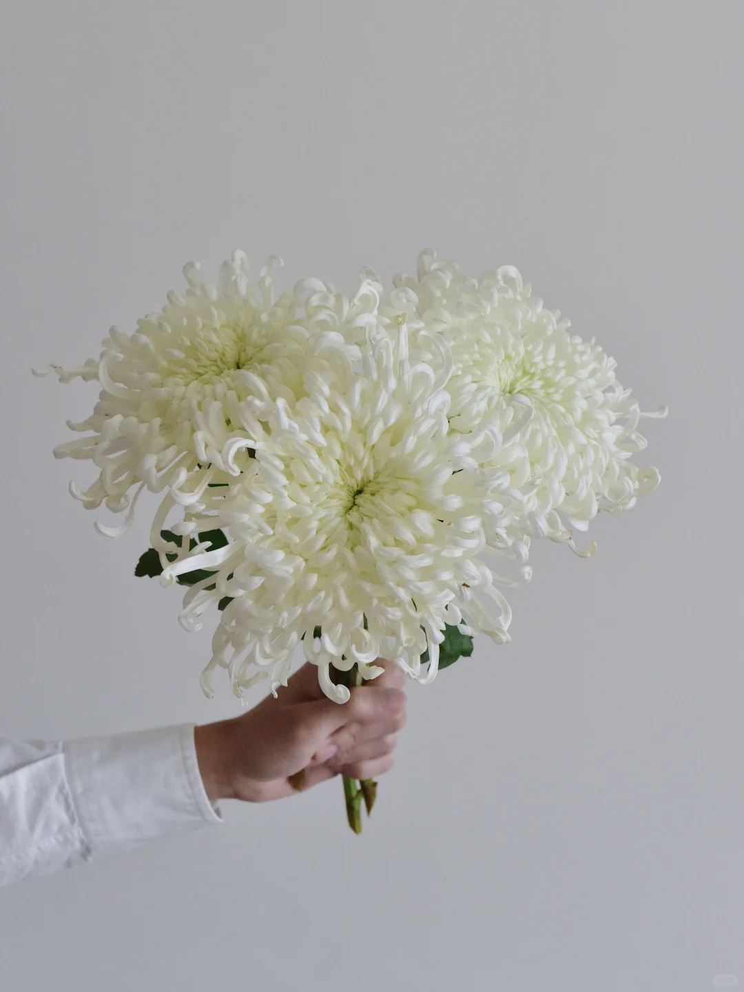 大菊·云卷云舒