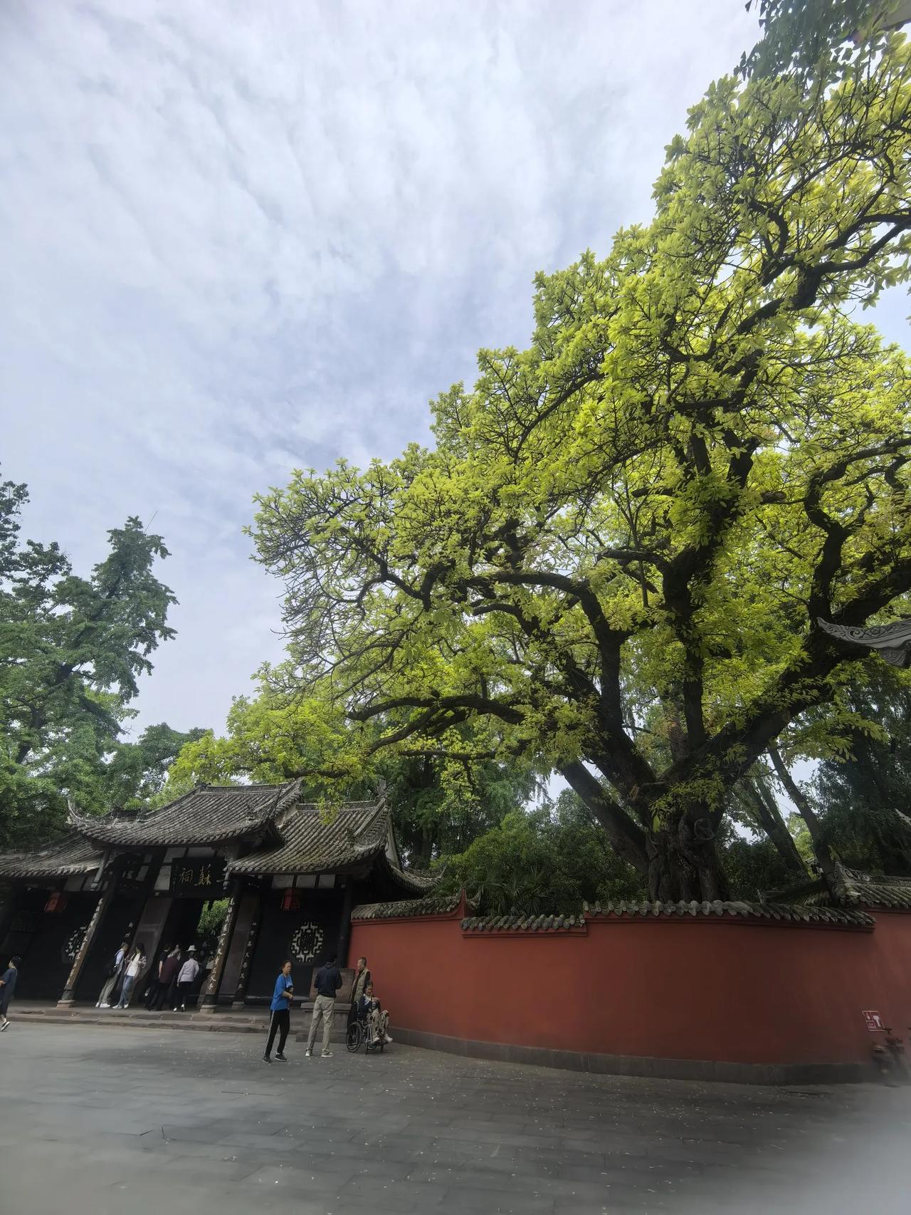 分享一张你随手拍的街景三苏祠前的街景，千年的黄桷树，新叶吐绿，绿的亮眼。