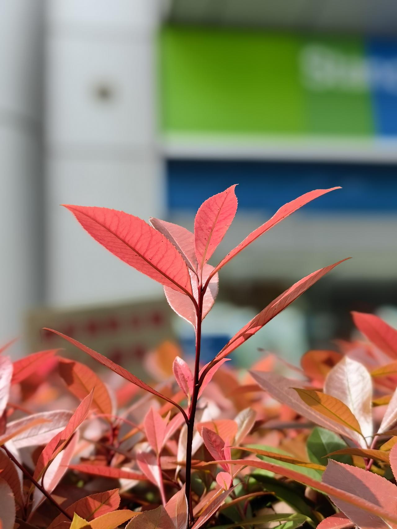 瑞尔竞达下周一要在北交所上市啦，这几天网上对它的定位众说纷纭，从16元到36元都