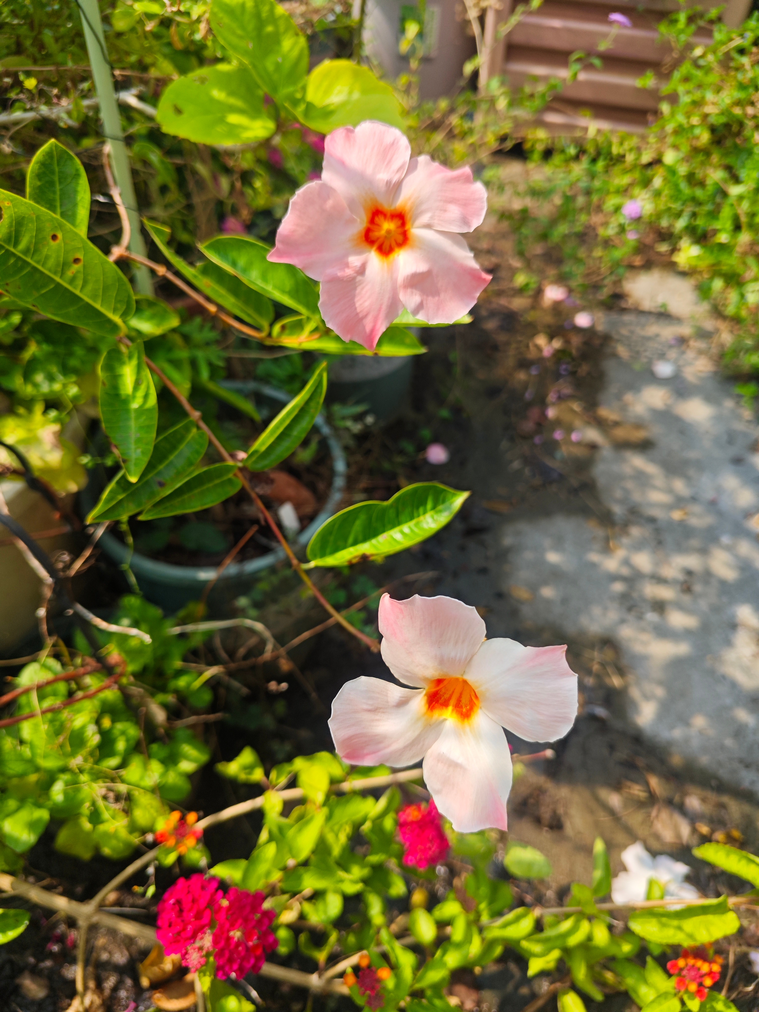 飘香藤“桃色日出” ​​​