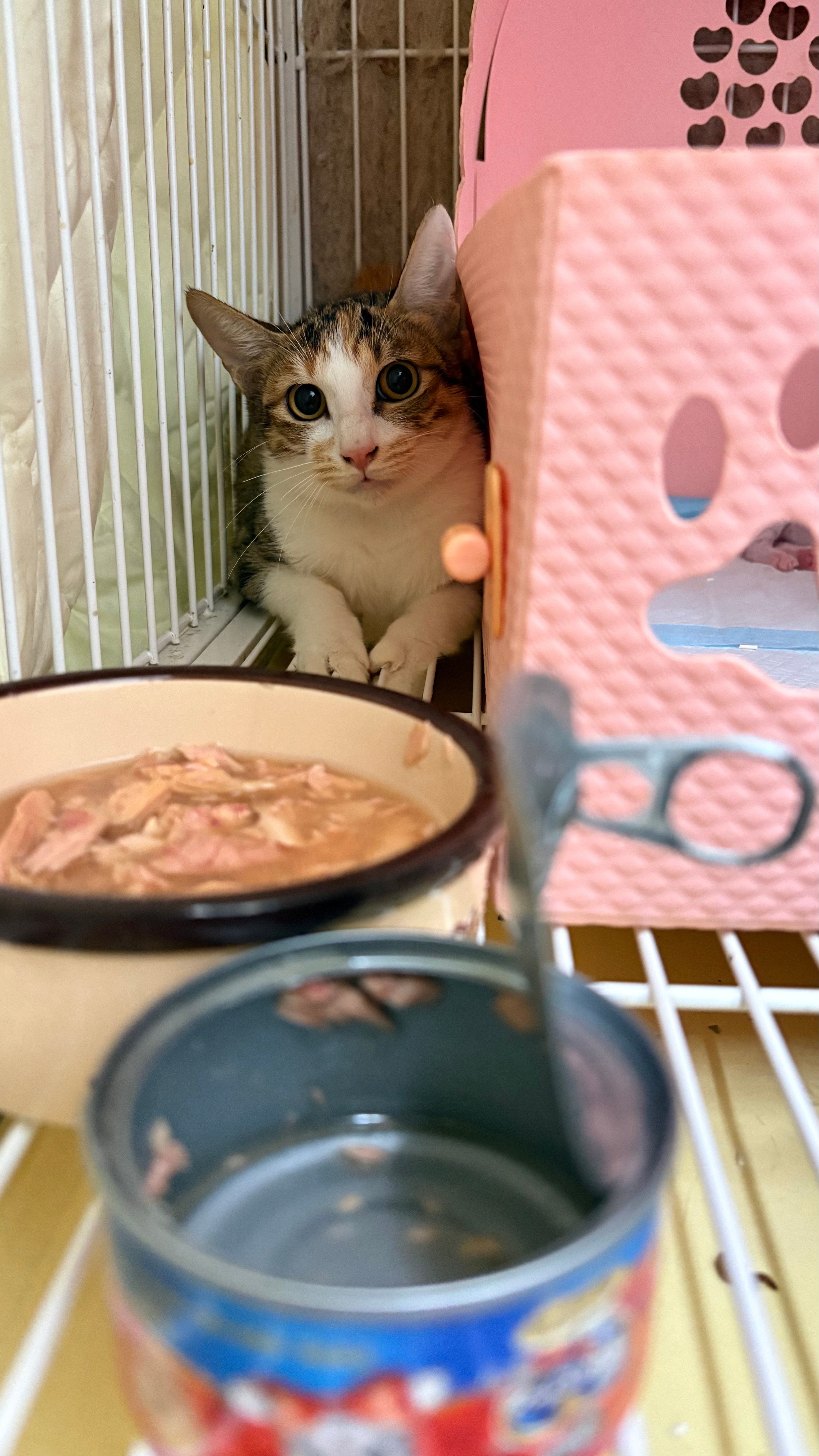 大美女兰兰。。猫咪