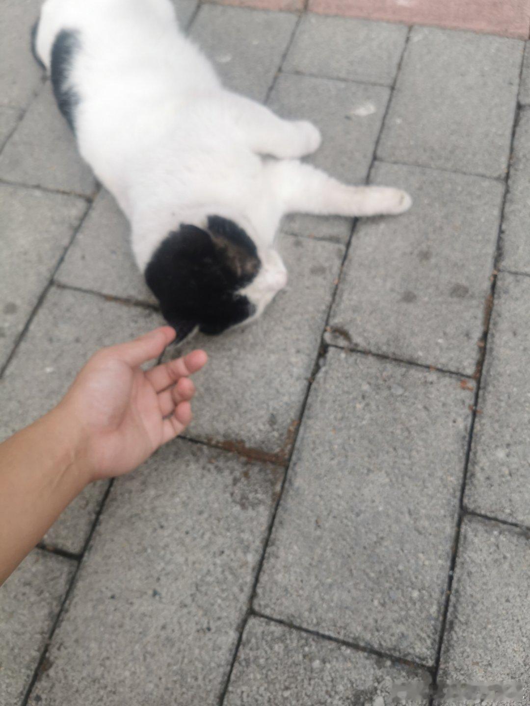 路边翻肚皮喵喵撒娇的小喵咪 