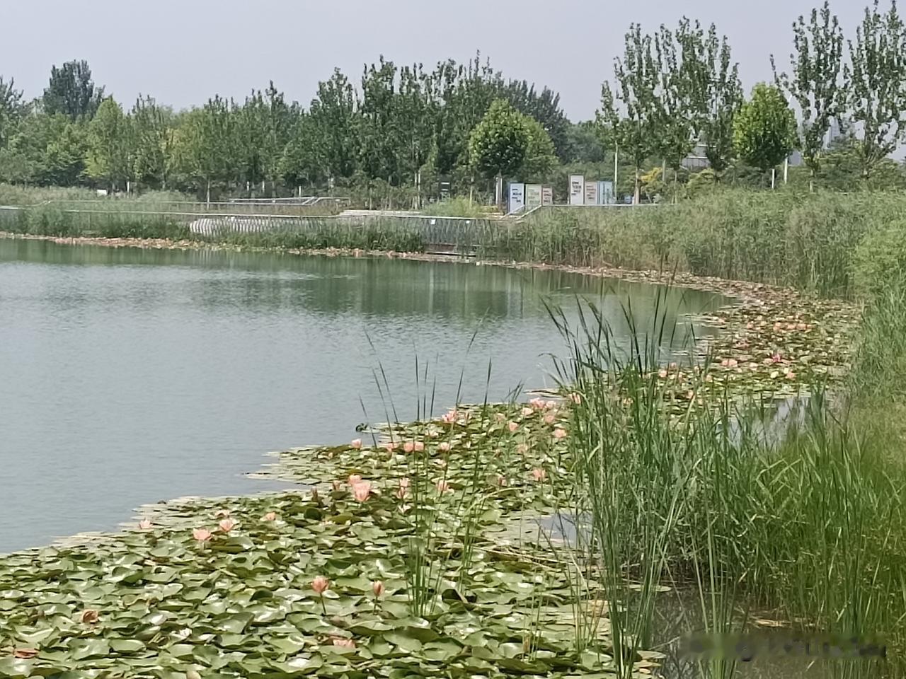满塘青荷铺展一池碧浪，层层叠叠，挨挨挤挤，碧叶连天，荷苞含粉，静待夏日一场盛放。