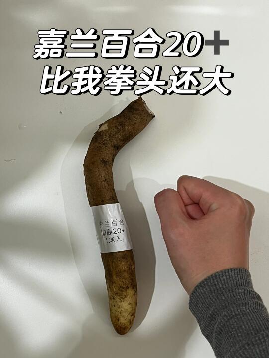 园艺｜嘉兰百合种球