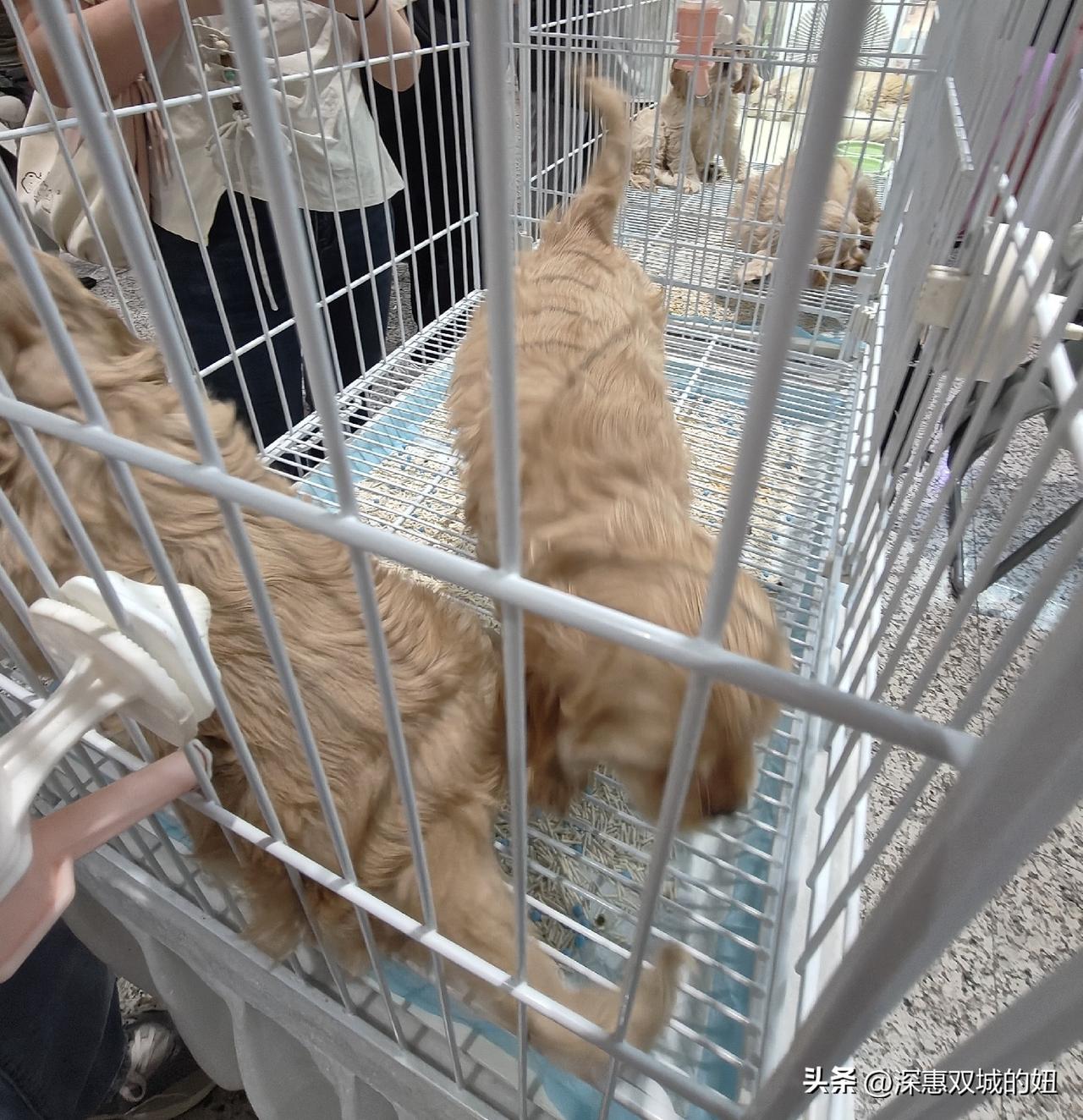有些老人喜欢养猫养狗。
小区经常会看到有些老人溜猫遛狗的，有时很早就开始遛了，晚