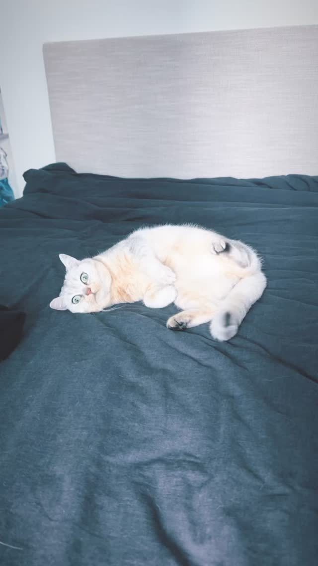 看看赖床小咪～🤣 ​​​