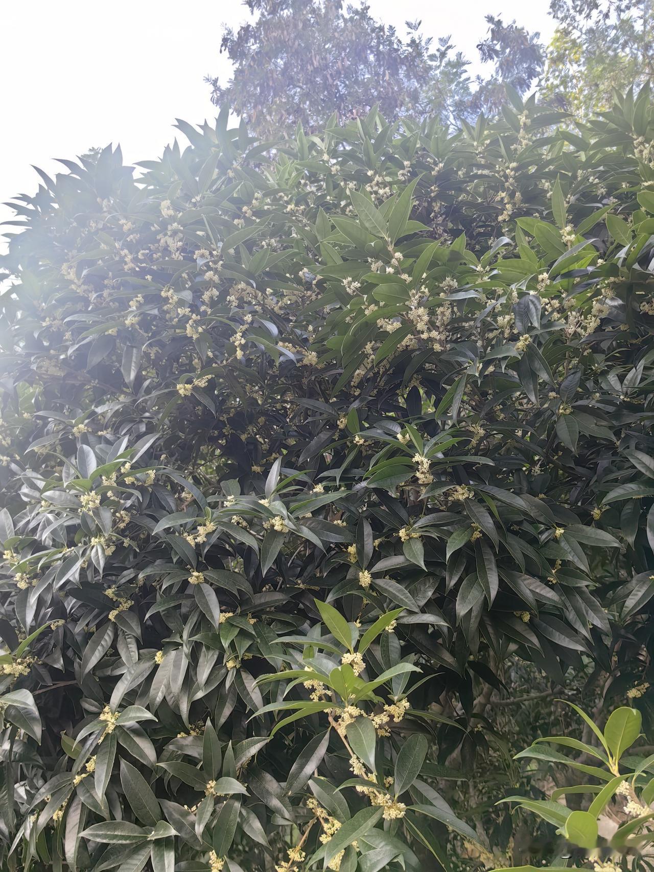 到底是桂花错了，还是日历错了，35度的高温，桂花竟然竞相开放。