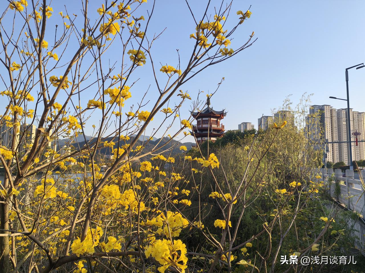 昨天和娃一起去了公园。
 
他蹲在草地上看蚂蚁搬面包，一看就是半小时，
我就坐在