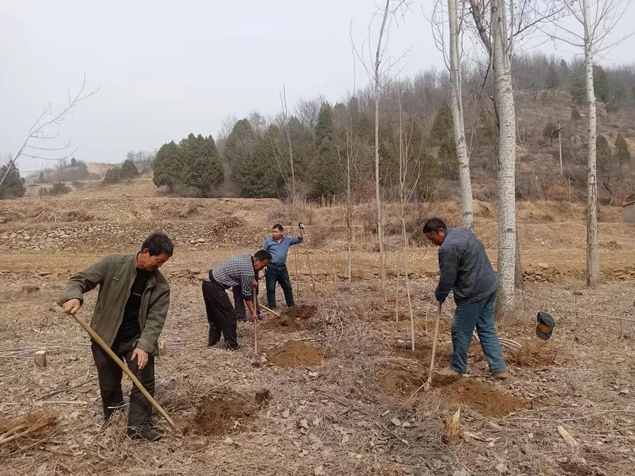 植树绿化益后人
文/冰笑
植树节至晓风春，
霞光映射照清晨。
南山坡上种栗柿，