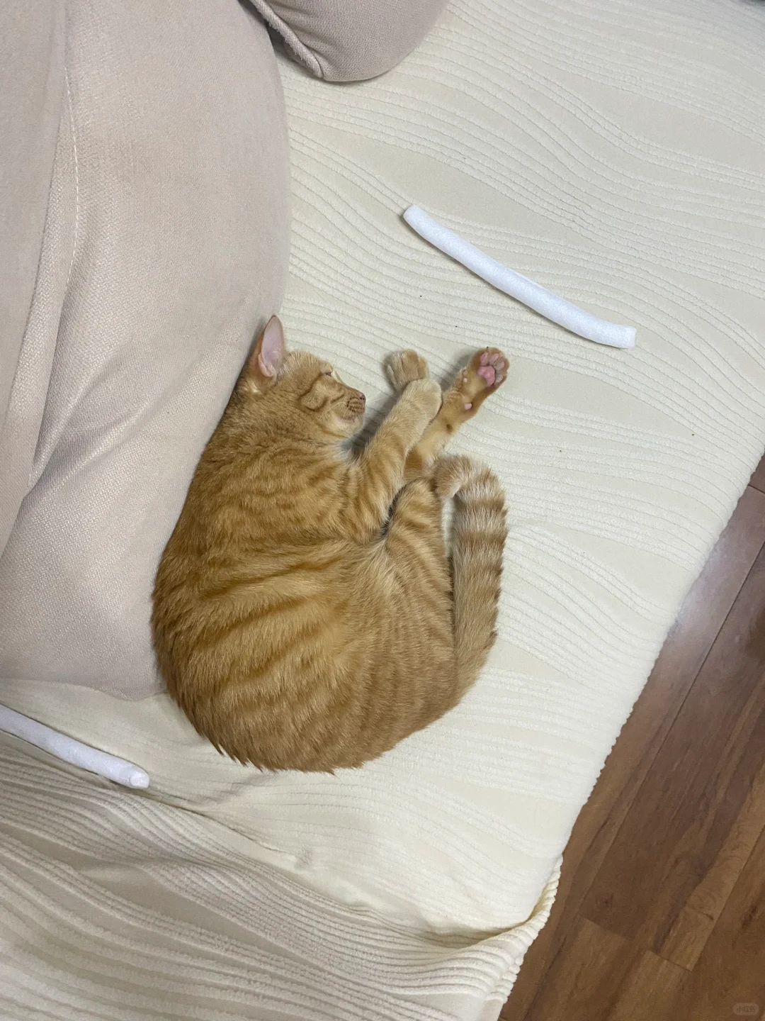 谁懂啊！小猫咪的快乐真的很简单