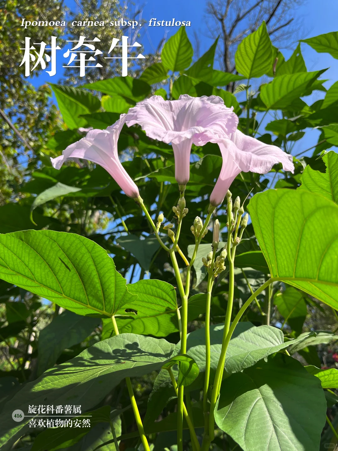 福州植物打标416｜淡雅清丽的树牵牛