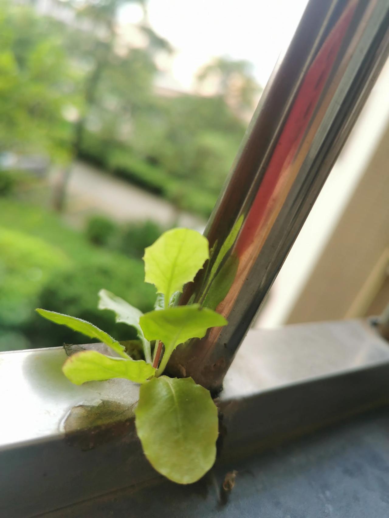 窗台上顽强的小草，
借助一切力量生长，
自强不息