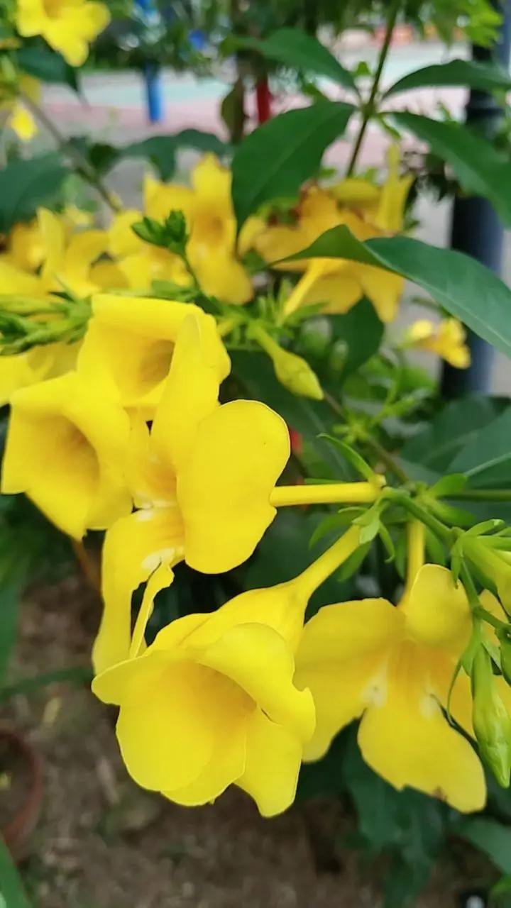 又是花。玩法合伙人计划