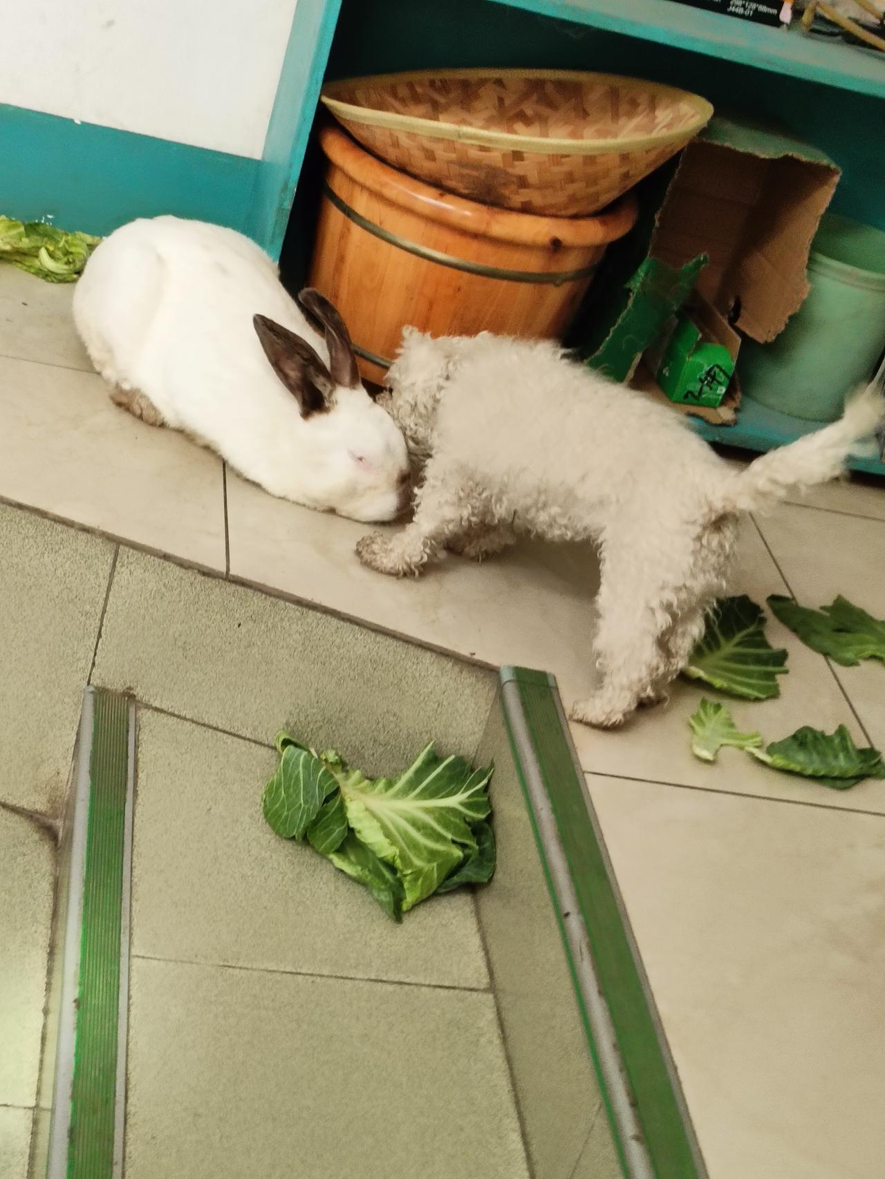 随手拍张照一半是埋头干饭无忧无虑的小兔子，一半是帘后乖乖张望的小狗。没有喧嚣，安