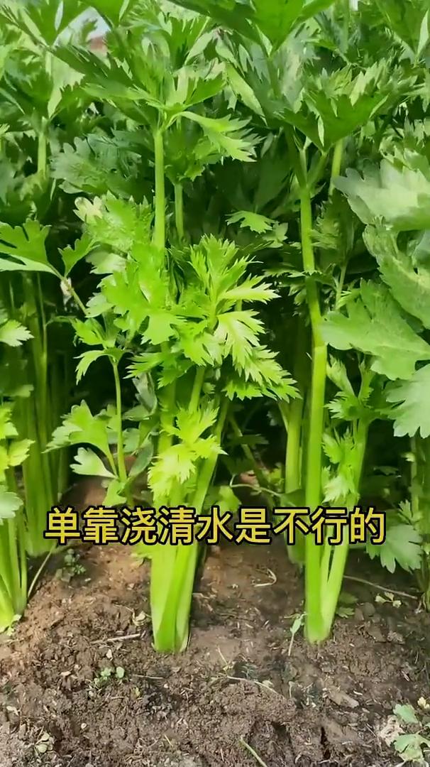 芹菜种植。
一壶尿液让你种的芹菜不再发黄干枯。当芹菜长到10厘米的时候，单靠浇清