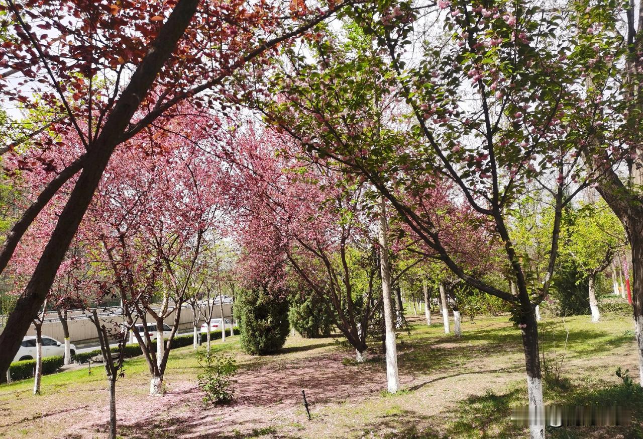 《七律(新韵)•暮春》
雨落残英小径堆，蝶蜂闲舞影攀追。
伤怀触景悲愁绪，悦耳生