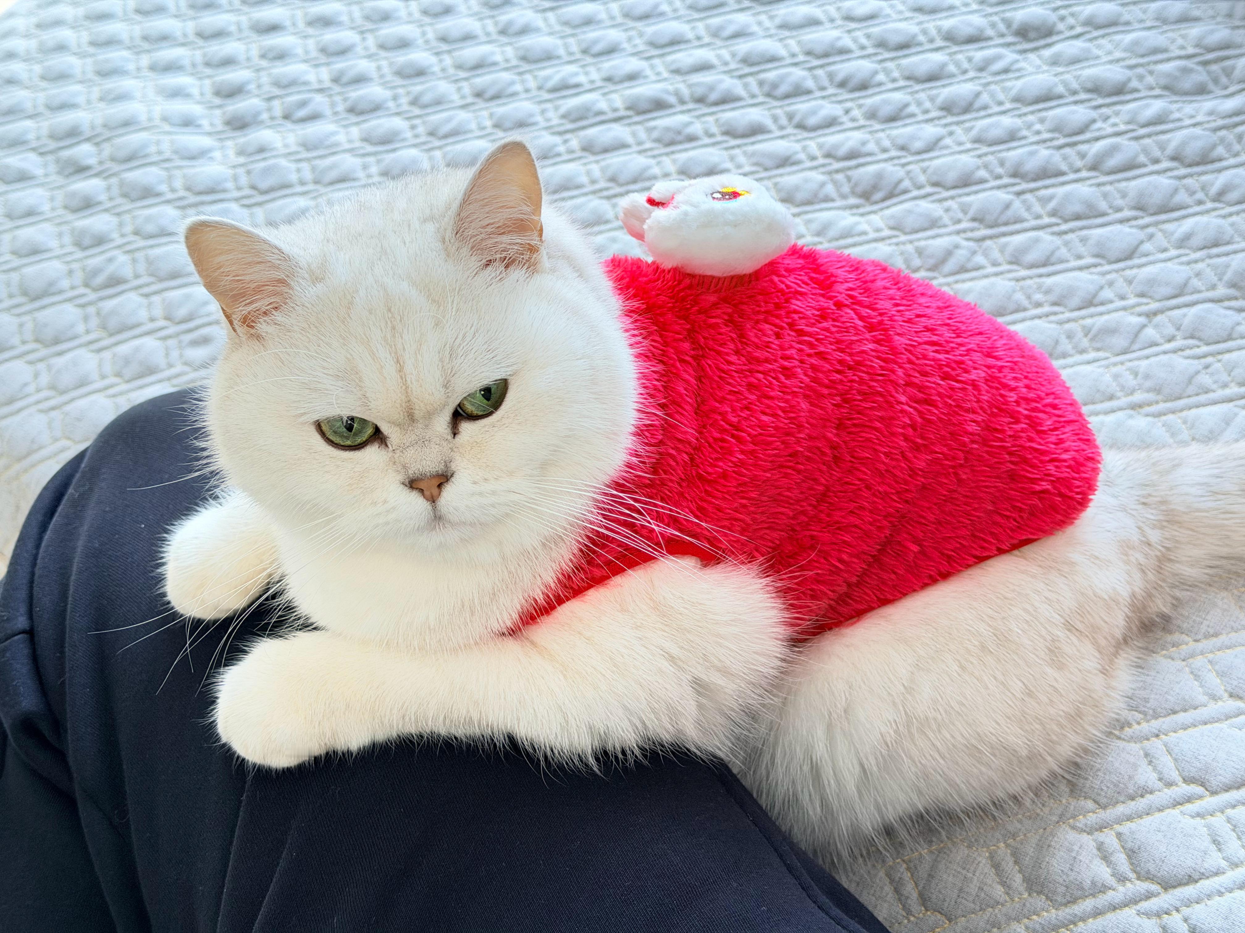 大年初一大家大年初一怎么过？有没有和我一样只想赖在沙发上，啥也不想干的