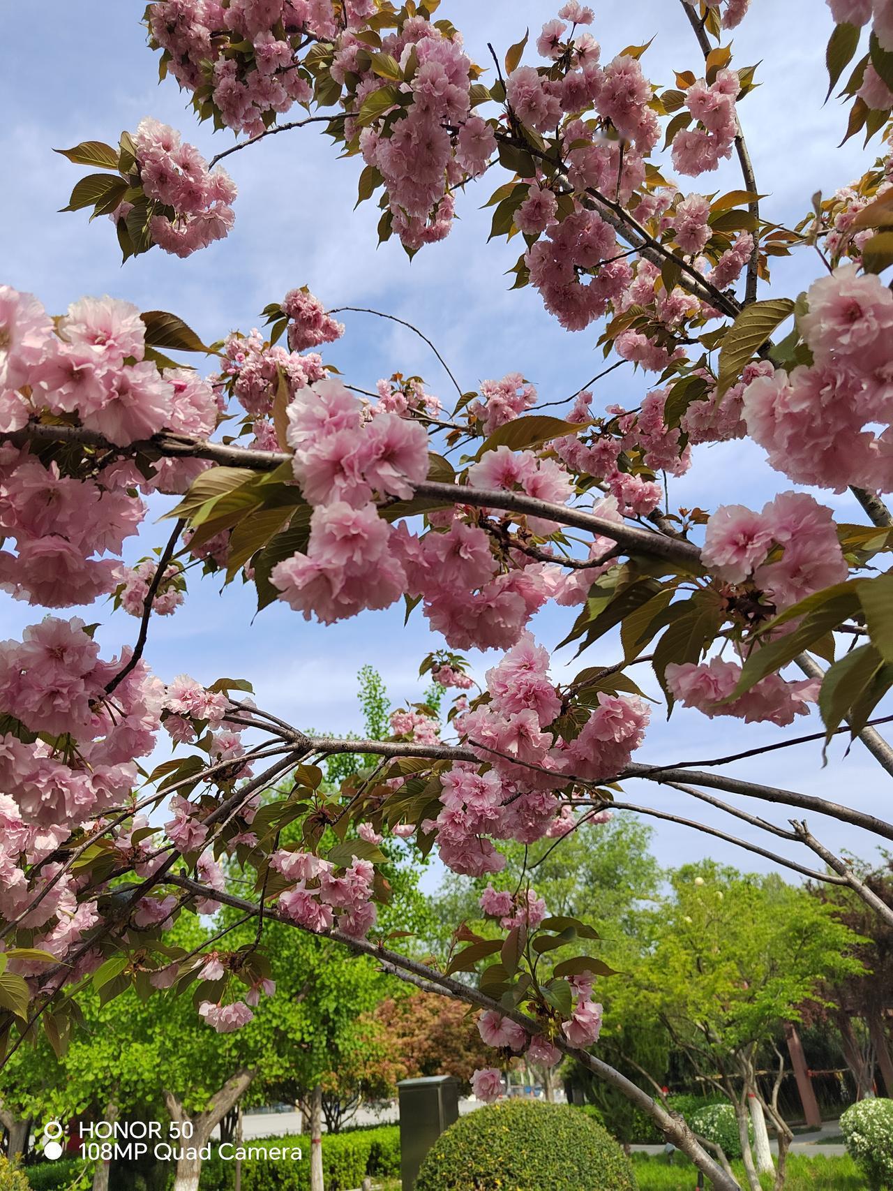 鹤壁樱花节圆满收官，满城芳华醉游人
 
鹤壁今年的樱花节从4月2日正式启幕，至4
