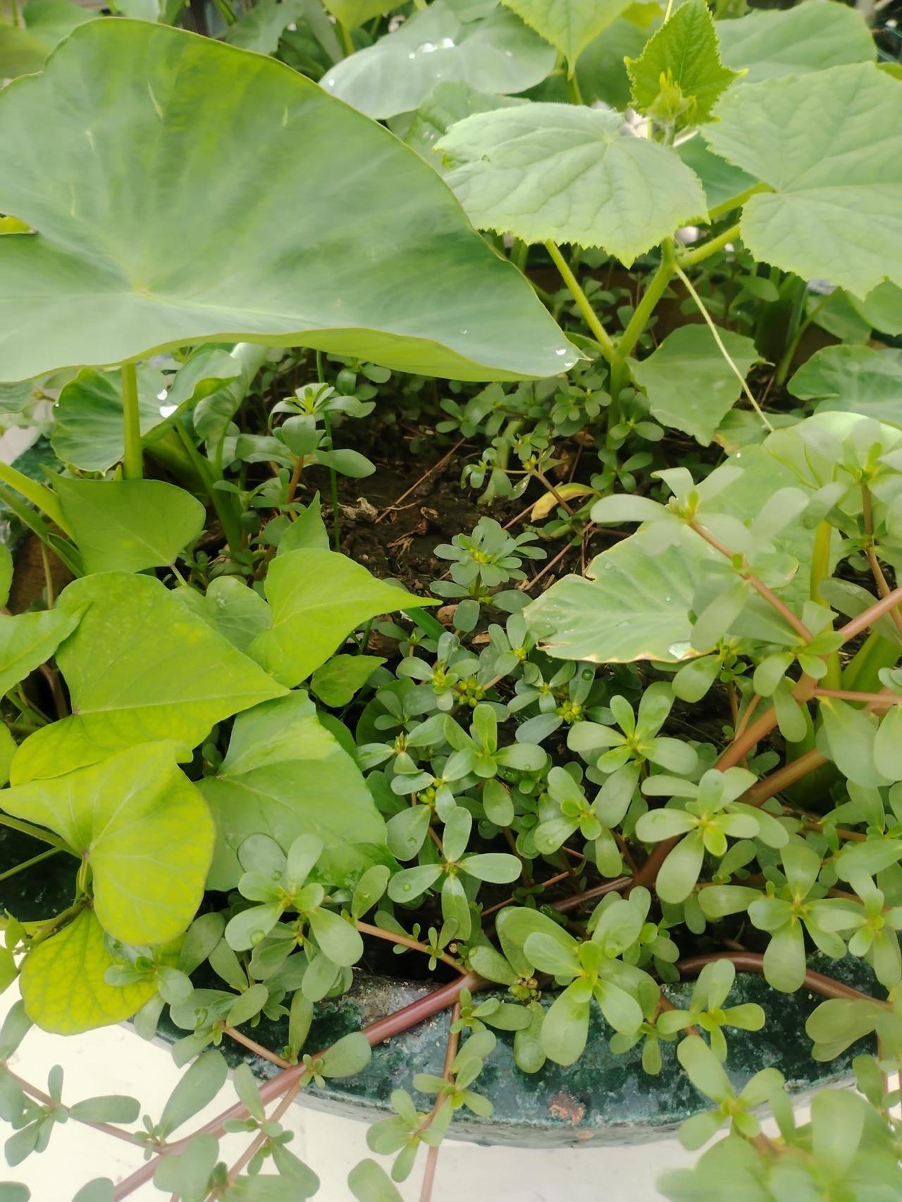 还是喜欢田园生活