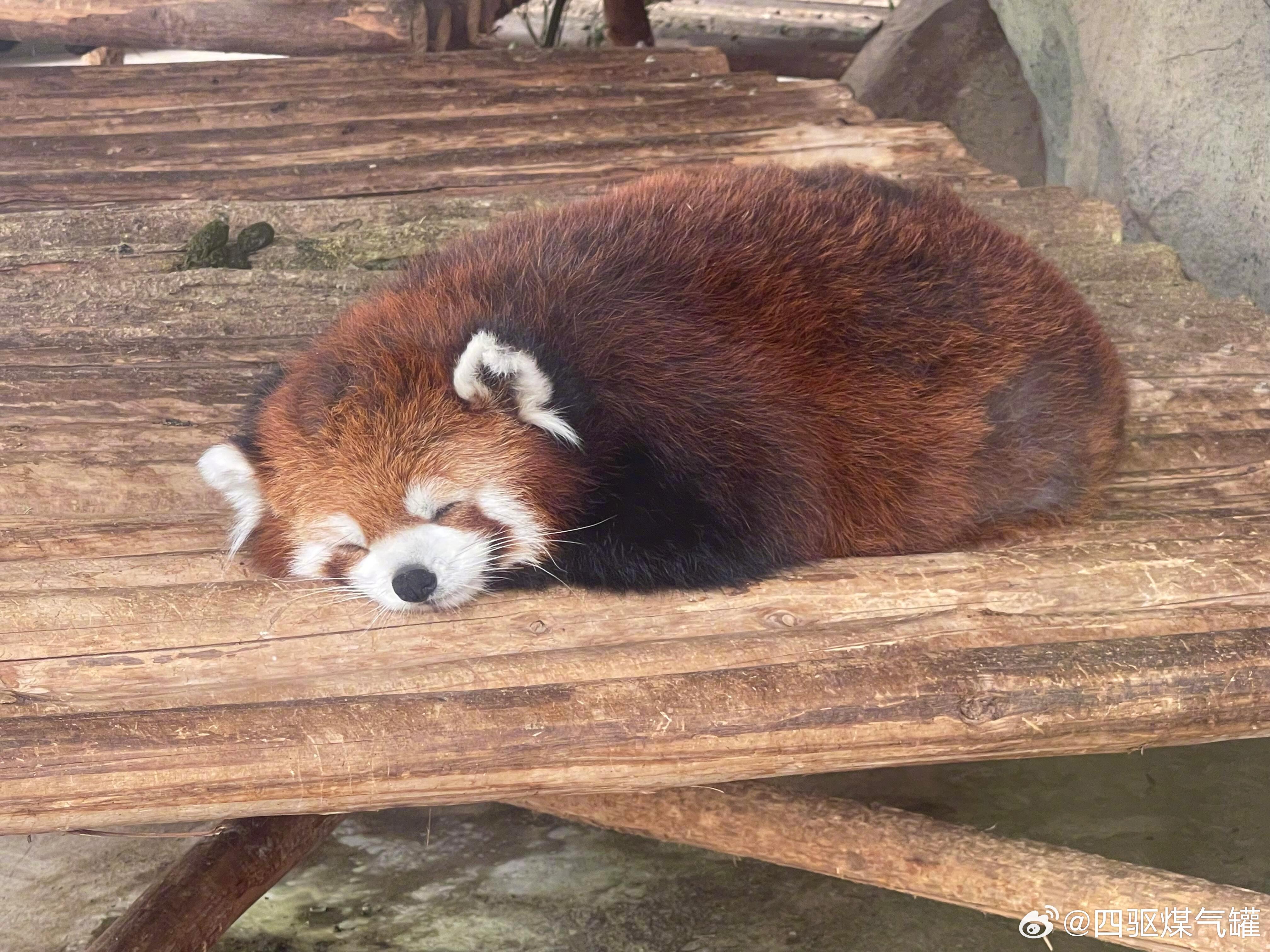 小熊猫真的太可爱了！！！咱就是一个无限拍拍拍！碰见可爱的小熊猫谁会忍住不看不拍呐