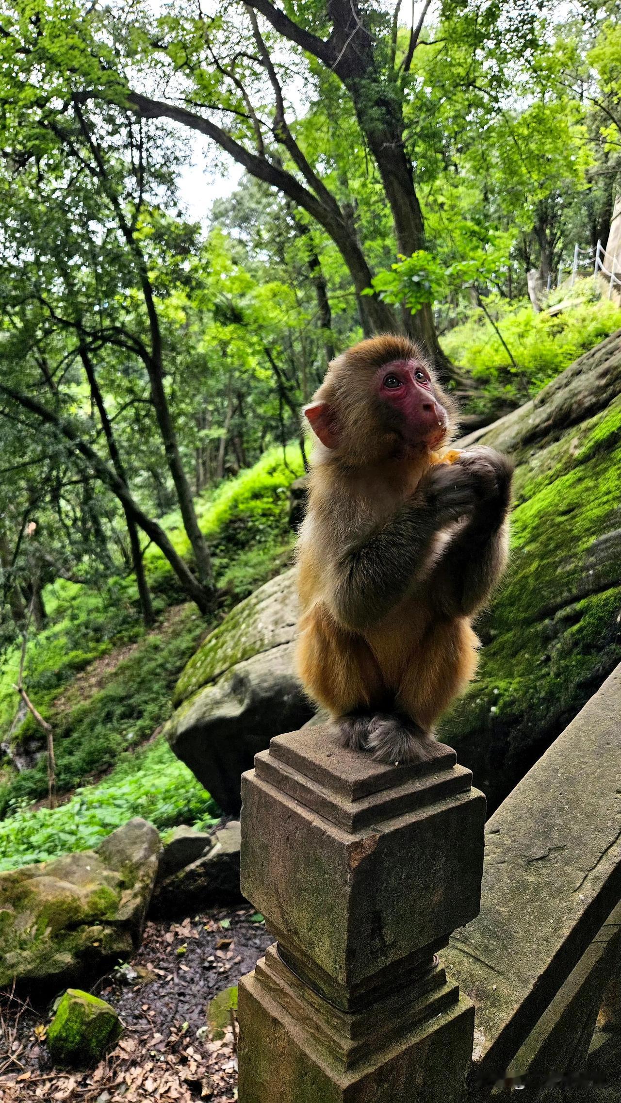 爬剑川石钟山宝相寺时候遇到的马骝，很有松弛感。 ​​​
