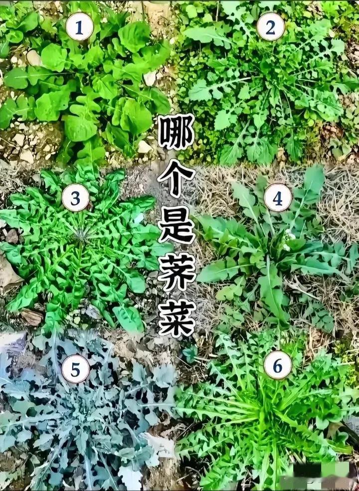 春天了，想吃野荠菜的你，认识哪棵是真荠菜吗？