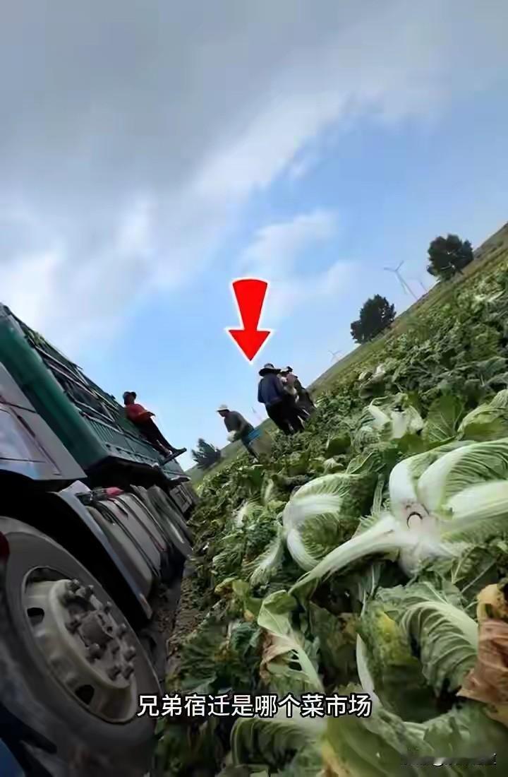 购买大白菜当需谨慎，大白菜蘸甲醛危害非常之大，秋天购之更需慎之。外地白菜非冷链运