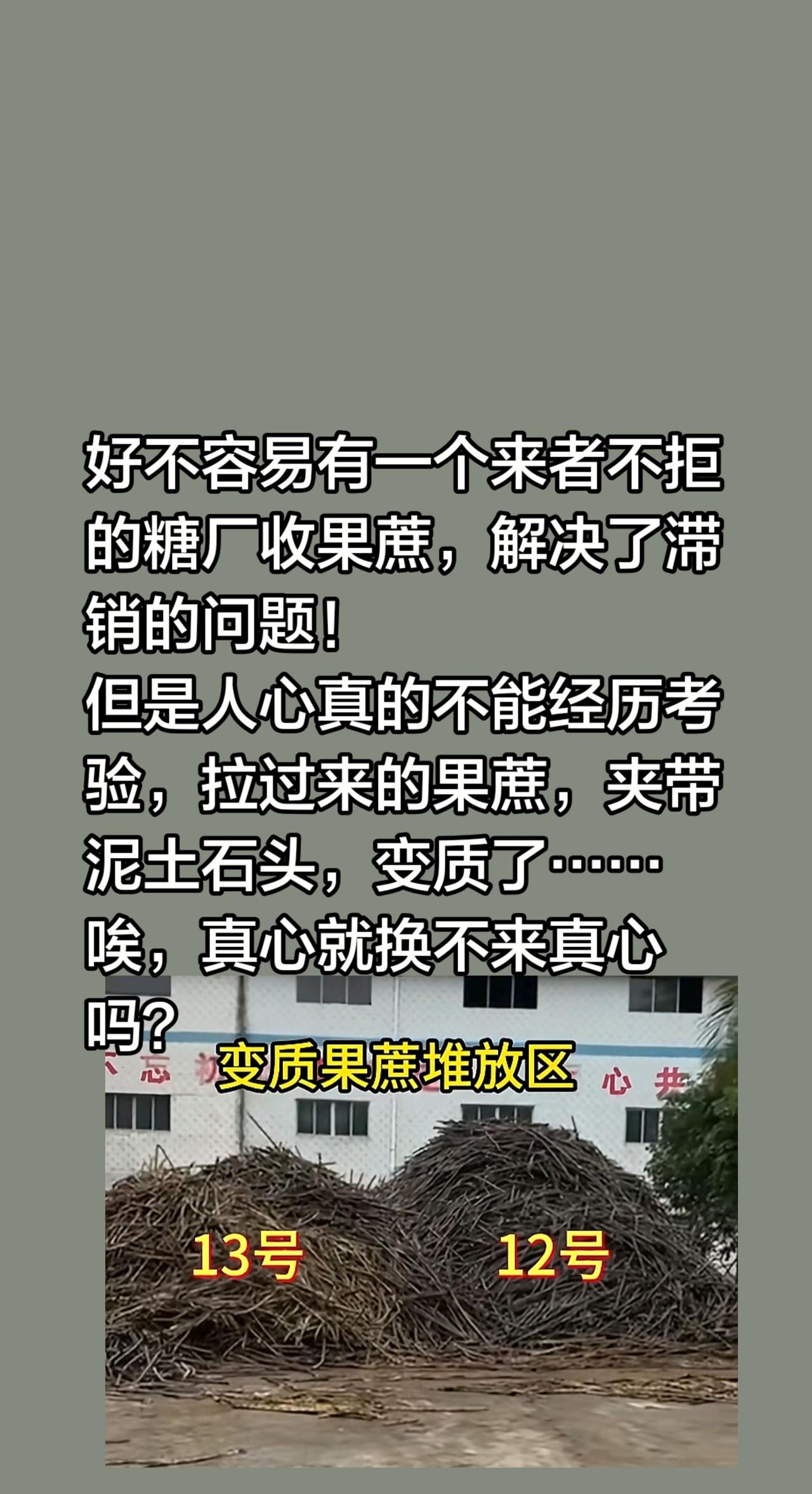 真心换真心变质的果蔗就不要往耀明糖厂拉…好不容易有一个来者不拒的糖厂收果蔗，解决