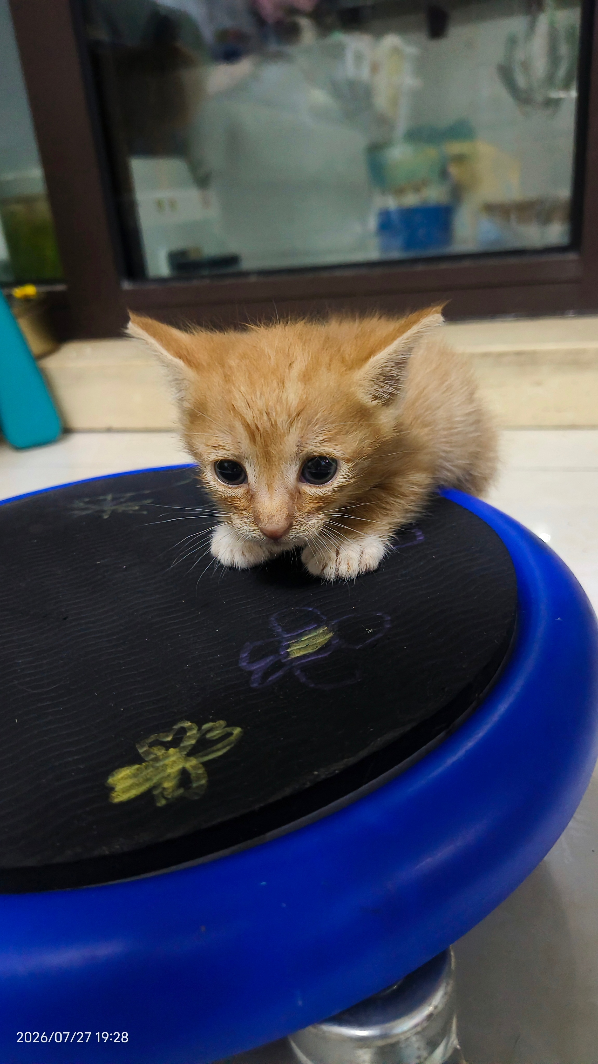 捡回来第9天了一开始老想着会把它送走连猫碗猫粮猫砂都没好好买到家第三天才安排猫砂