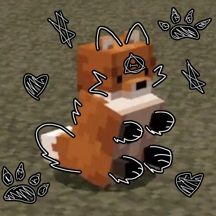 狐狸[超话]