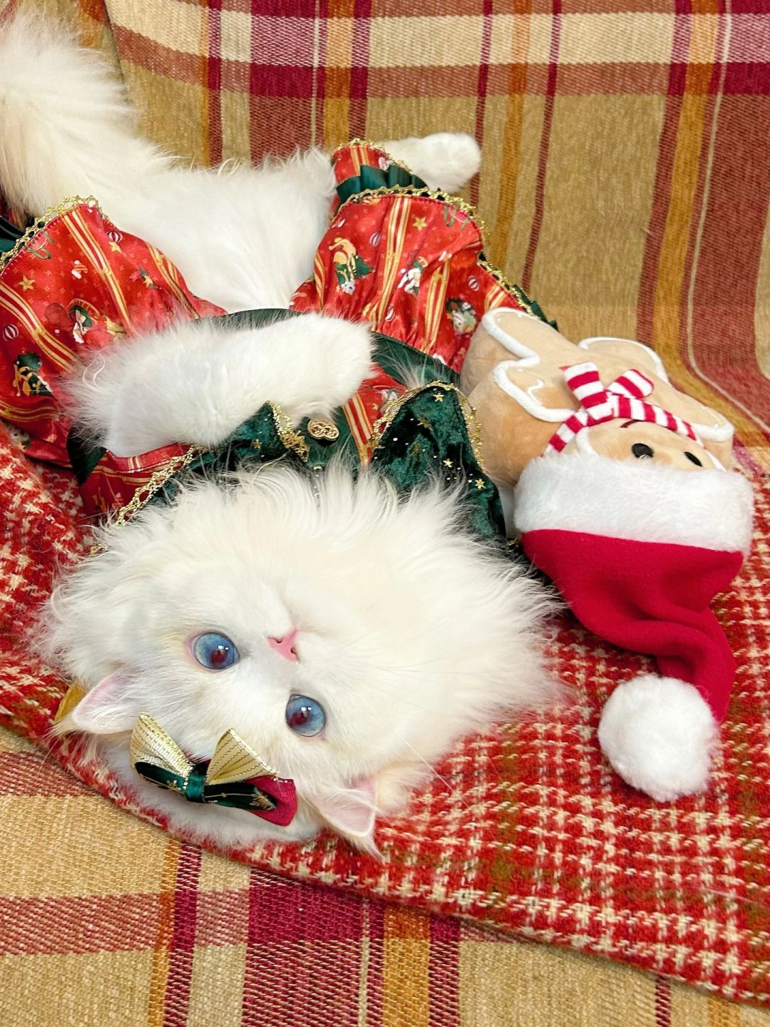 猫猫头像｜倒过来的圣诞猫猫头
