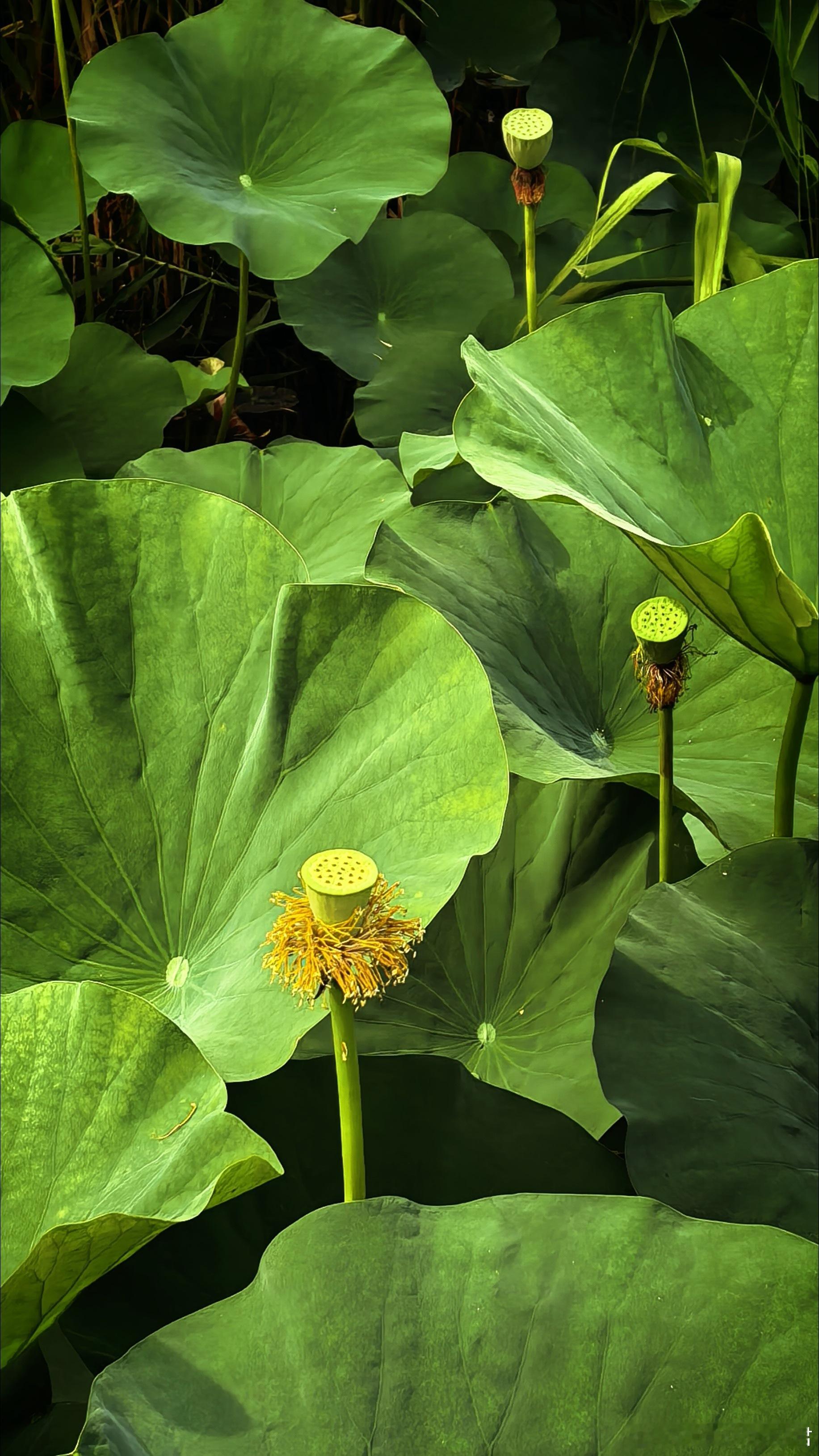 遛公园，赏荷花 昆山·昆山市城市生态森林公园
