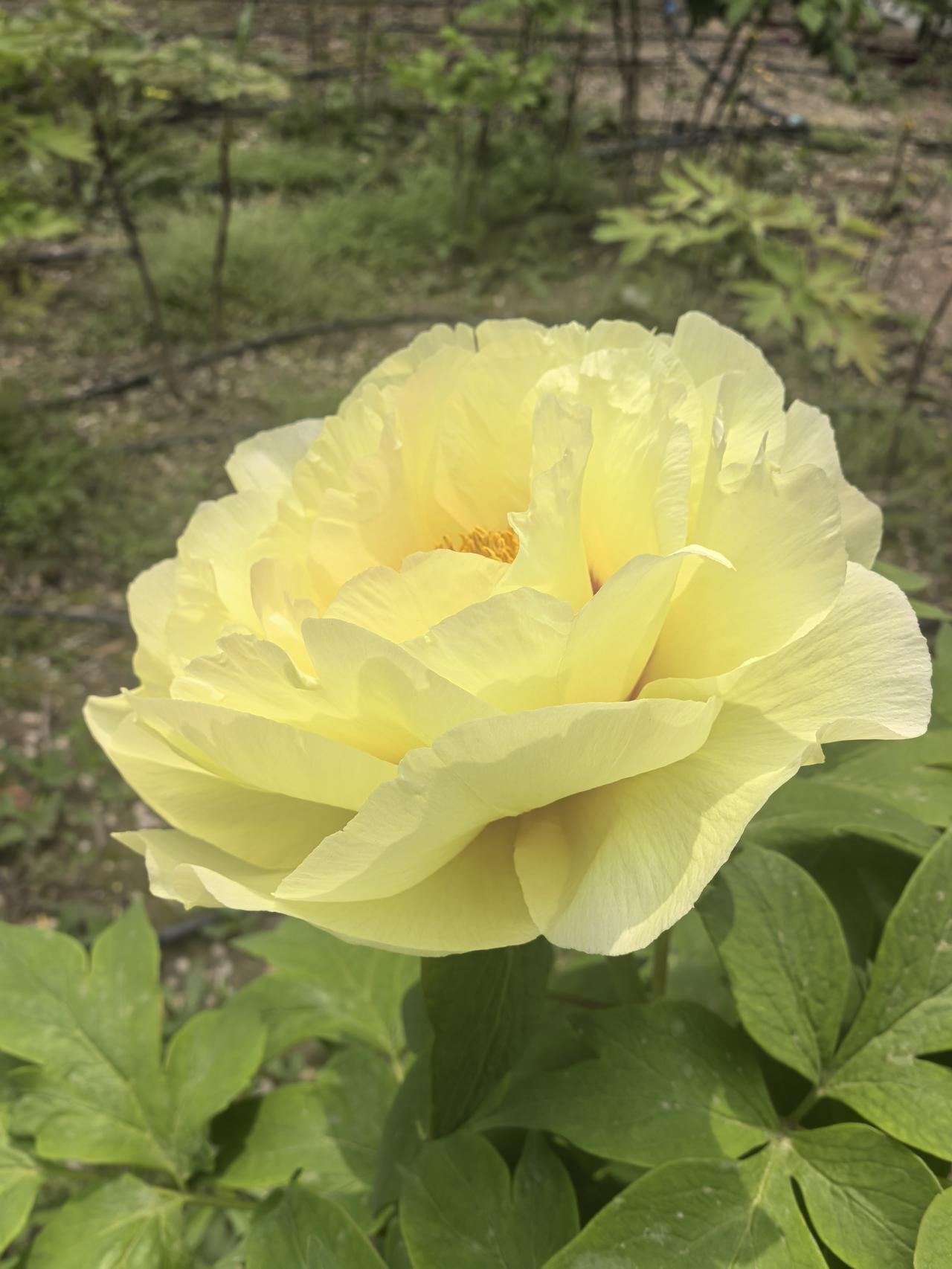 豆包和导航哪个更准确？
昨天我去北京太阳宫公园游玩看牡丹。去之前，我问问豆包的最