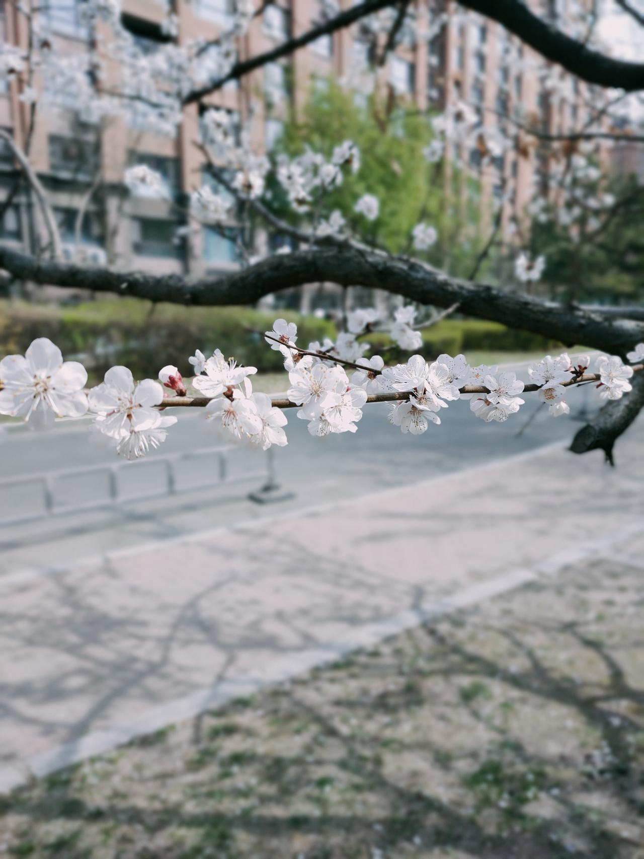 春暖花开，风景在路上！